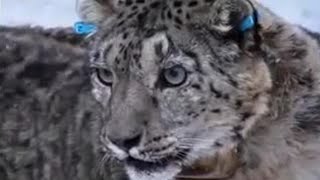 The Ethics of Capturing Leopards | Snow Leopard: Beyond the Myth | BBC Studios