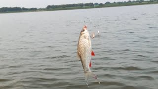 fish badga machhali