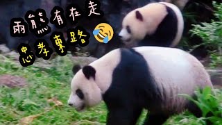 圓圓戶外逛來逛去，散步當運動|熊貓貓熊The Giant Panda Yuan Yuan and Yuan Bao|台北市立動物園