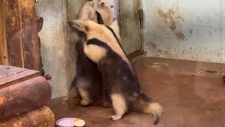 ご飯が待ち遠しいヒマリちゃん【‎2024年‎9月6日】【上野動物園】ミナミコアリクイ