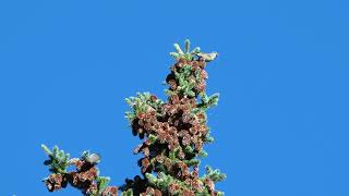 Red Crossbills on Englemann Spruce