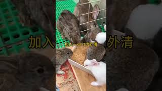 给兔子驱虫这样做，省事又高效 #兔子养殖 #养兔 #科学养兔 #兔子养殖 #rabbit #肉兔养殖