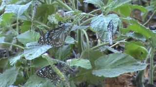 Sluttering Butterfly-ಪಾತರಗಿತ್ತಿ ಪಕ್ಕಾ......