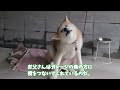 秋田犬【朝陽】チャンネル　悪天候は大変だ。