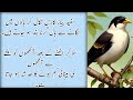 rumi quotes urdu deep quotes about life اسلامی اقوال اقوال زریں islamic quotes in urdu hkkhan