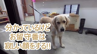 理解してるけどやっぱりお留守番だと寂しい顔しちゃうゴールデンレトリバーティト