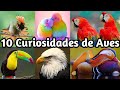 10 DATOS CURIOSOS de las AVES  que NO SABIAS!! 😨 Cosas Raras de los PAJAROS, documental