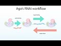 rna interference rnai microrna mirna sirna argonaute ago proteins u0026 a comparison to crispr