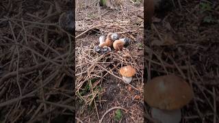 Porcino/Cep/Bolet/Steinpilze #shorts #new #trending #foryou #nature #forest #wood #mushroom #boletus