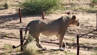 Powerful young lion males in the Kgalagadi ❤️♥️💗