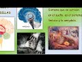 ¿por quÉ soÑamos respuesta cientifica