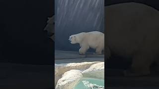 【北極熊】デアちゃんの帰宅　#デア　#上野動物園　#polarbear #shorts