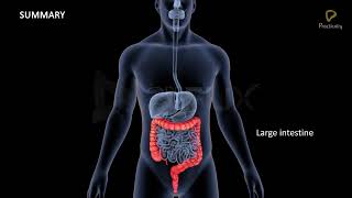 Practically's Concepts - Human Digestive System - Large Intestine- #LearnPractically