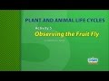 Plant and Animal Life Cycles - Activity 5: Observing the Fruit Fly