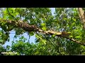 বিশ্বের সবচেয়ে বড় প্রজাতির সাপ বাংলাদেশে reticulated python গোলবাহার অজগর রেটিকুলেটেড পাইথন