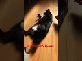 お昼寝黒猫　the black cat which takes a nap