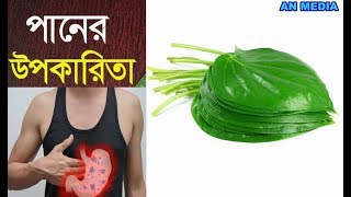 শরীর জীবাণুমুক্ত করতে নিয়মিত পান পাতার শরবত পান করা  উচিত,,,