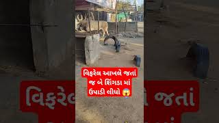 વિફરેલ આખલે જતાં જ બે શિંગડા માં ઉપાડી લીધો 😱 #trending #viral #Reels #funny