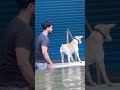 humanity awareness 🥺🙏🏻part 2 chennai straydogs chennaiflood2023 humanity