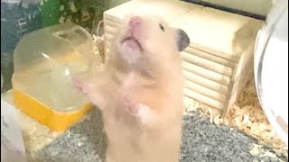 全力のび〜〜🐹キンクマ Hamster doing a full stretch