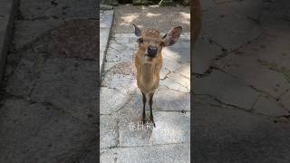 神の使い 神鹿 #子鹿 #可愛い動物 #動物 #animals #奈良