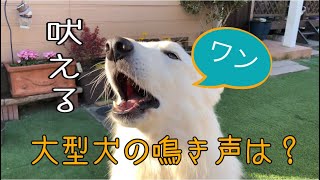 【吠える】大型犬ホワイトスイスシェパードの鳴き声は？