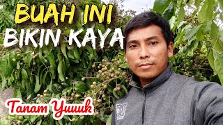 DIPAKSA KAYA DENGAN MENANAM BUAH INI || ITOH SUPER BIKIN NGILER