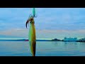 Catching and Cooking WINTER Squid |Seattle, WASHINGTON| Puget Sound