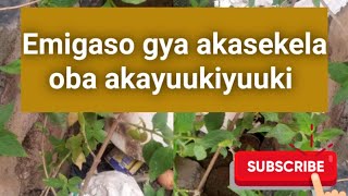 Omuddo guno guyitibwa akasekela oba akayuukiyuuki obadde ogumanyi @SSENGABIROOTONEDDAGALA