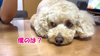 家族と一緒に食卓を囲みたい大きいトイプードル【デカプー】【トイプードルのロアくん】【toy poodle】