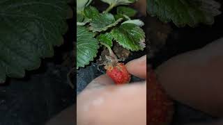 strawberry first harvest