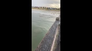 Video shows shark swimming close to Tybee Pier