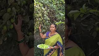 గుత్తులు గుత్తులుగా ఆపిల్ బేర్లు #myterracegardentelugu #terracegardenharvest #fruit #gardentips