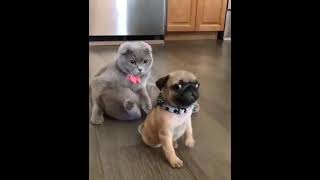 He is behind me 😨 | Cute Pets Dogs And Puppies Funny Video Compilation Aww Animals