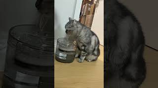 #shorts #自動給水器を飲んでいる猫の姿   シリーズ243  #猫  #給水器 #猫のいる暮らし  #猫のいる生活   #猫可愛い #cat