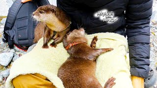 Otter Ui Is Beginning to Love Humans [Otter Life Day 840]