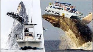Huge whales attack ships... Incredible! - 20 Largest Whales Caught on Video