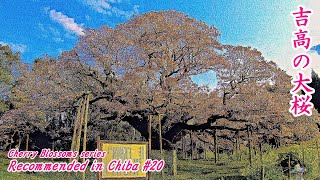 CHIBA JAPAN【Cherry blossoms】～300 YEARS OLD OF CHERRY BLOSSOM～ 吉高の大桜　＃４K