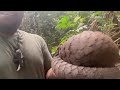 conserv congo releases a rescued pangolin