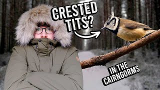 A Winter's Wish - Finding CRESTED TITS at last! Wildlife Photography in the Cairngorms.