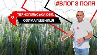 Огляд посівів озимої пшениці КВС ТАЛАНТ та КВС ЛАЗУЛІ. Тернопільська область #ВЛОГЗПОЛЯ