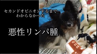 セカンドオピニオンで悪性リンパ腫と診断されるまで