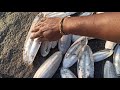 got cuttle fish bones at beach karthick s aviary