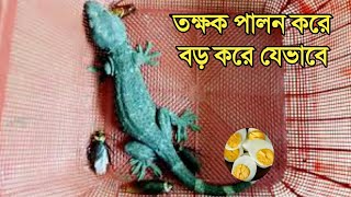 What is Takshakar food? | How to perform Takshak How long does it take to grow up? tokkhok | gecko bangladesh