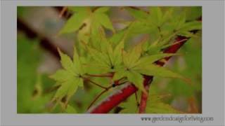 Coral Bark Maple - A tree for all seasons