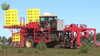 Harvesting Millions of Pounds of Wild Blueberries | Modern Processing Techniques