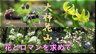 【春の山野草】キバナカタクリ、イカリソウなど27種掲載 ～花とロマンを求めて～ 2023年4月11日撮影 : 栃木植物園「大柿花山」(栃木県栃木市都賀町大柿) : 4K