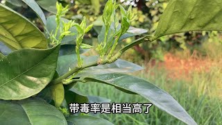 防治柑橘木虱，这些要点你必须知道