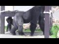 シャバーニ家族の日々19 shabani gorilla family