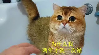 两年没洗澡，粉丝说我家猫像流浪猫，过年买了烘干箱，洗澡真给力